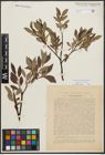 Foto von Salix phylicifolia L.
